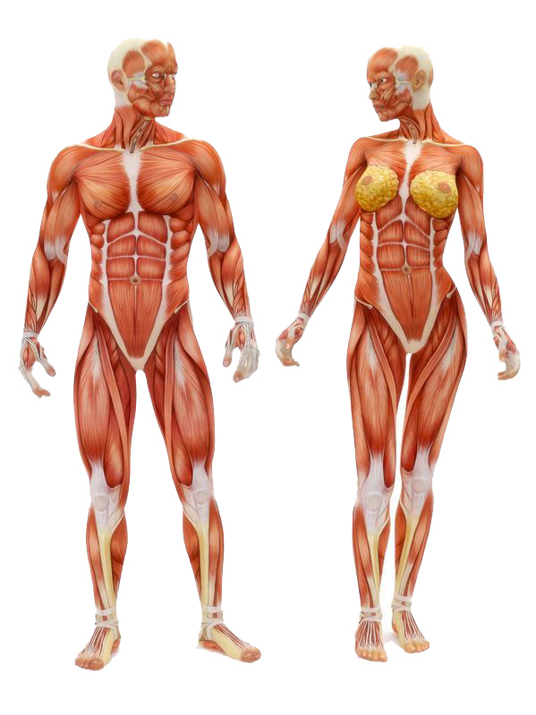 anatomia muscolare